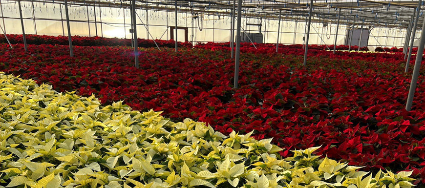 colorful poinsettias